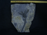 Seelilie Encrinus, Trias