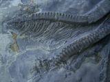 Seelilie Encrinus, Trias