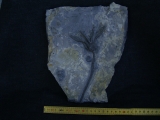 Seelilie Encrinus, Trias