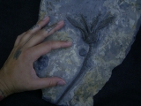 Seelilie Encrinus, Trias