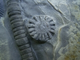 Seelilie Encrinus, Trias