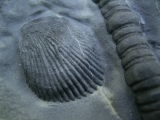 Seelilie Encrinus, Trias