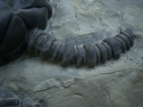 Seelilie Encrinus, Trias #3