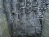 Seelilie Encrinus, Trias #3