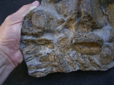 Temnodontosaurus Knochenplatte