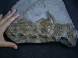 Steneosaurus Knochenplatte