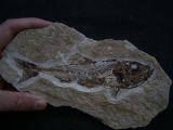 Eurypholis: Raubfisch mit Mageninhalt