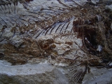 Eurypholis: Raubfisch mit Mageninhalt