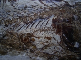 Eurypholis: Raubfisch mit Mageninhalt