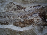 Eurypholis: Raubfisch mit Mageninhalt