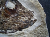 Eurypholis: Raubfisch mit Mageninhalt