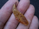 Pterosaur claw Coloborhynchus