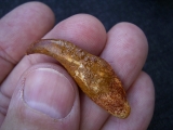 Flugsaurier Kralle Coloborhynchus
