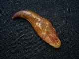 Flugsaurier Kralle Coloborhynchus