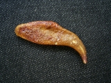 Flugsaurier Kralle Coloborhynchus