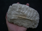 Vogelknochen Odontopteryx