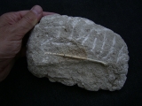 Vogelknochen Odontopteryx