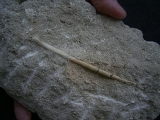 Vogelknochen Odontopteryx