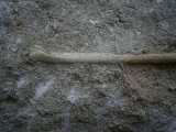 Vogelknochen Odontopteryx
