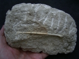 Vogelknochen Odontopteryx