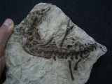 Mesosaurus Skelett