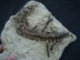 Mesosaurus Skelett