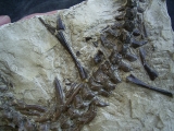 Mesosaurus Skelett