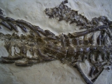 Mesosaurus Skelett #2