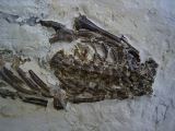 Mesosaurus Skelett #2