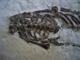 Mesosaurus Skelett #2