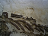 Mesosaurus Skelett #2