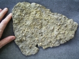 Seeigel-Reste aus dem Muschelkalk