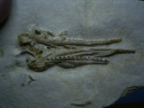 Pleurosaurus Schädel aus dem Plattenkalk