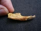 Sylvilagus jaw