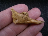 Sylvilagus jaw