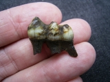 Mylohyus Zahn in Box