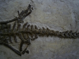 Mesosaurus Skelett #4