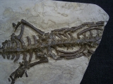 Mesosaurus Skelett #4