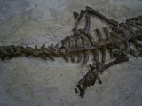 Mesosaurus Skelett #4
