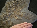 Ichthyosaurus Skelett aus Holzmaden