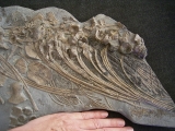 Ichthyosaurus Skelett aus Holzmaden
