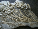 Ichthyosaurus Skelett aus Holzmaden