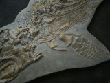 Ichthyosaurus Skelett aus Holzmaden