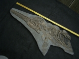 Ichthyosaurus Skelett aus Holzmaden