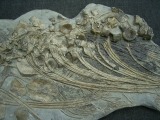 Ichthyosaurus Skelett aus Holzmaden
