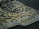 Ichthyosaurus Skelett aus Holzmaden