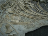 Ichthyosaurus Skelett aus Holzmaden