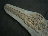 Ichthyosaurus Skelett aus Holzmaden