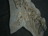 Ichthyosaurus Skelett aus Holzmaden