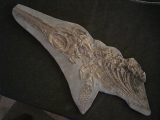 Ichthyosaurus Skelett aus Holzmaden